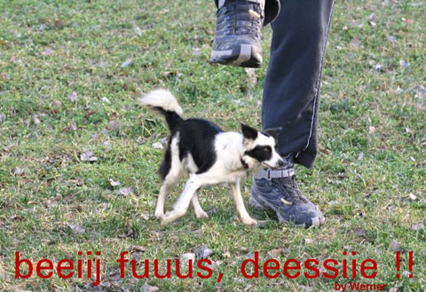 desifuss.jpg