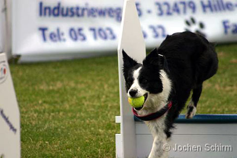 Flyball-Dfin